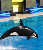 seaworld-san-diego-california