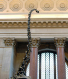 new-york-museum-natural-history