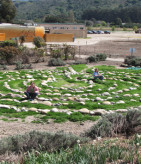 earthbound-farms-labyrinth