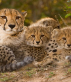 cheetahs-in-africa