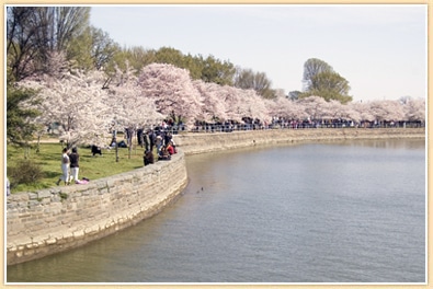 photos in cherry blossom in washington dc tidal basin