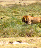 male-lion-greeting-lionness-after-kill-serengeti-tanzania-africa