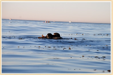 california sea otter