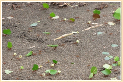 leaf cutting ants costa rica