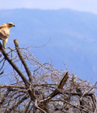 birds-in-africa