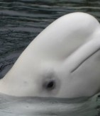 beluga-whale-vancouver-aquarium-canada