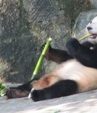 panda