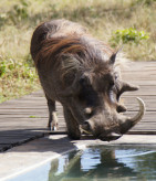 warthog-at-swimming-pool-kichwa-tembo