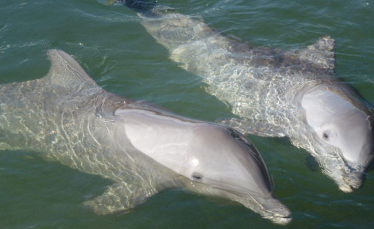 What are some options for swimming with dolphins in Key West?