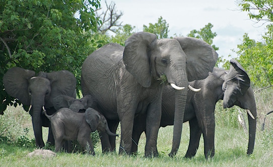 Elephants Family Safari Botswana Africa