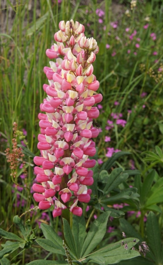 Photo of Alpine Wildflowers in Verbier, Switzerland