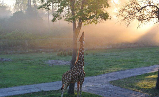 Giraffe Disney Animal Kingdom Lodge