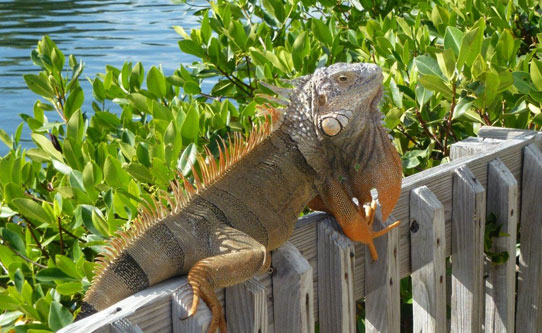 Iguana at Dolphin Discovery Center