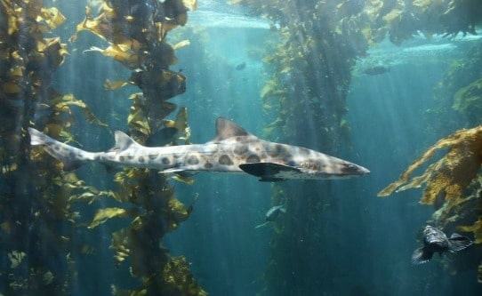 Leopard shark at la jolla cove