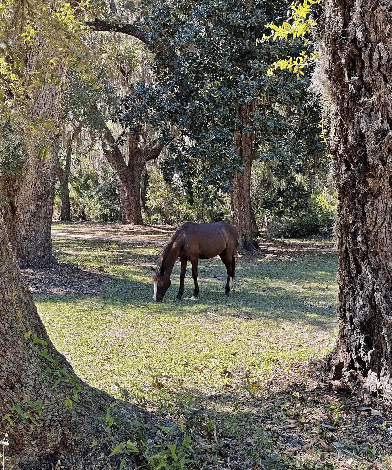 The wild horses roam around Cumberland Island, Georgia. Photo by Lisa Frederick