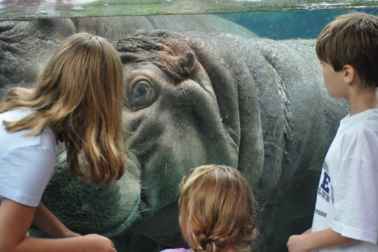 Hippos at San Diego Zoo California