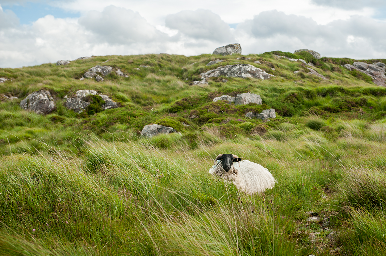 Sheep resting in Derrigimlagh Bog in County Galway. Photo by Big Smoke Studio.