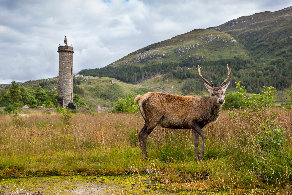 A red deer stag stands in the foreground amid tall golden grasses, with the Glenfinnan Monument rising from a green Highland valley behind him, backed by a tree-covered mountain slope under a partly cloudy sky. The stag faces the camera directly, his antlers clearly visible against the landscape.
