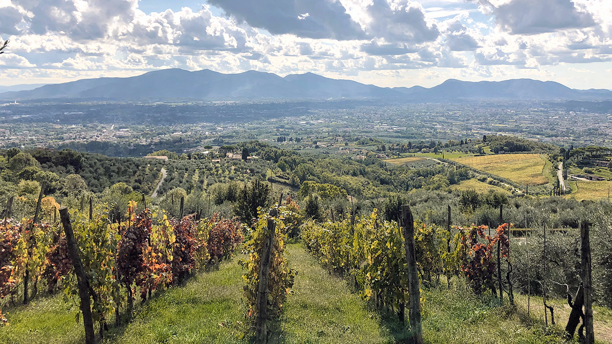 Vineyards around Lucca in Tuscany.