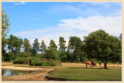 the new forest in england