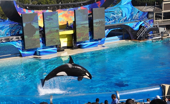 Killer Whale Show at SeaWorld San Diego