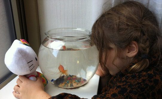 kimpton-hotels-goldfish