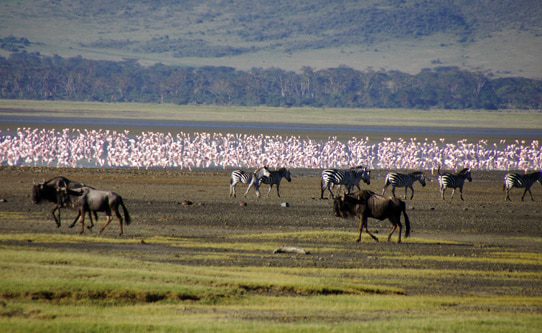 Ngorongoro-crater-safari