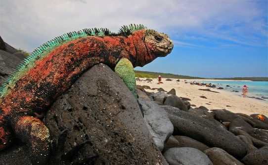 galapagos-marine-iguana