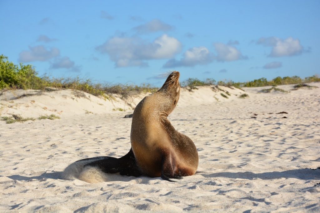galapagos-sealion-pose