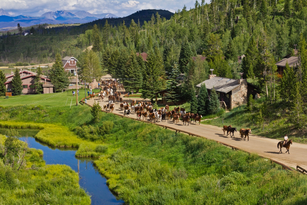 A large herd of horses moves along a road through C Lazy U Ranch in Colorado, accompanied by wranglers on horseback, with ranch buildings including a red barn and lodge structures visible among the property. The ranch is set in a valley surrounded by dense pine and aspen forest, with mountain peaks visible in the distance and a winding stream through green meadows in the foreground.