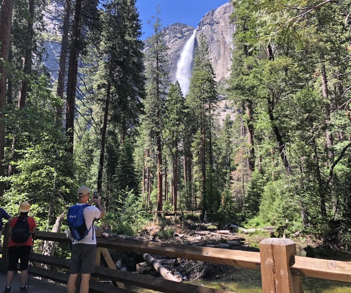 Visitors stand on a wooden footbridge viewing Yosemite Falls through a dense forest of tall conifers and deciduous trees, with the waterfall cascading down sheer granite cliffs in the distance. A rocky creek flows beneath the bridge, which features wooden railings and posts, while sunlight illuminates the forest canopy under a clear blue sky.