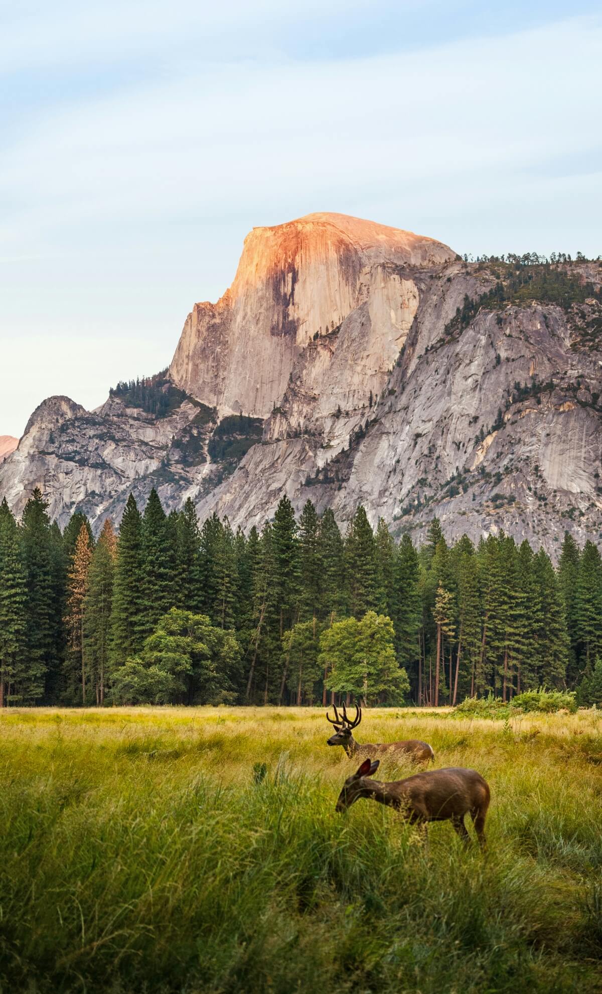 Half Dome's distinctive granite formation rises above Yosemite Valley, its rounded summit illuminated with warm alpenglow while the sheer vertical face displays characteristic gray granite below. Two deer graze in a meadow of golden grasses in the foreground, with a dense forest of evergreen conifers standing between the meadow and the mountain under a pale blue sky.