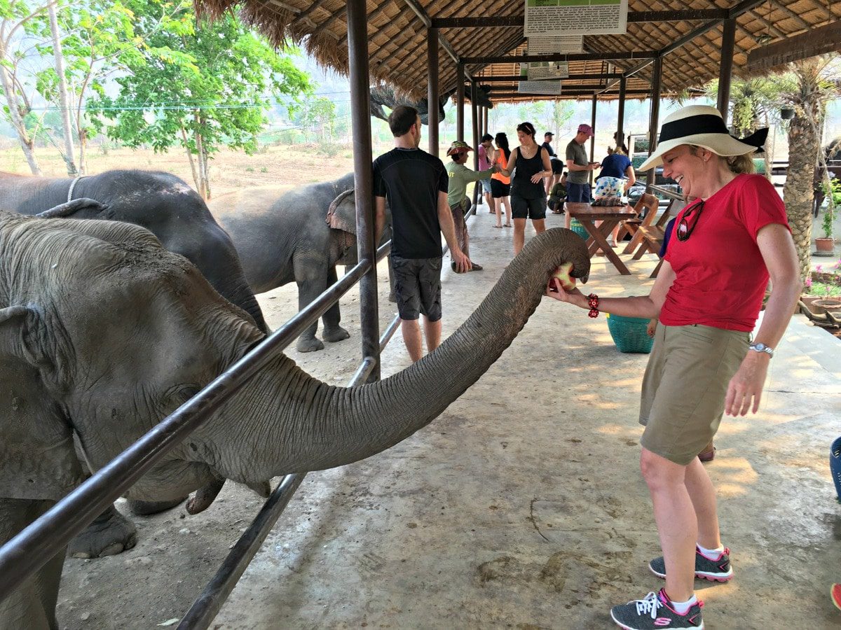Feeding the elephants by hand