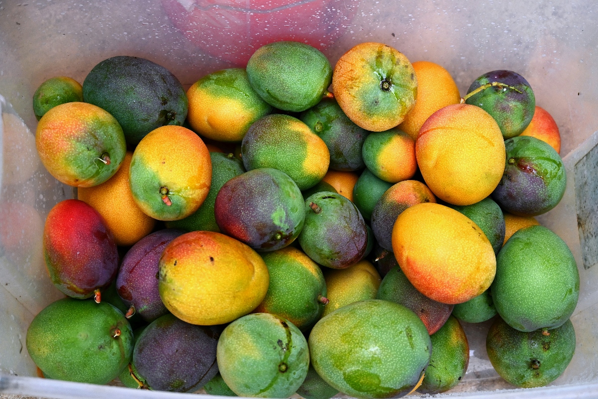 A collection of freshly harvested mangoes in varying stages of ripeness fills a white container, displaying a spectrum of colors from bright green to yellow, orange, red, and deep purple. The fruits show natural color variations and blending, with some mangoes exhibiting multiple hues across their skin.