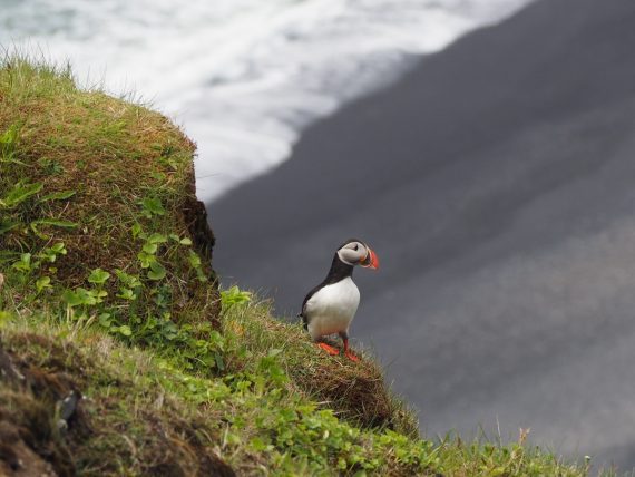 Iceland South Coast with Kids | Ciao Bambino!