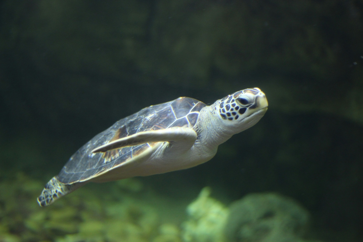 A sea turtle glides gracefully through dark green underwater waters, its distinctive shell displaying intricate geometric patterns in shades of brown and cream. The turtle's head is turned slightly upward as it swims, with blurred green marine vegetation or coral visible in the soft-focused background.