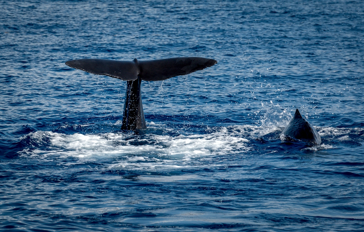A whale's distinctive black tail fluke rises above the deep blue ocean waters as it prepares to dive, with water cascading off the edges and creating white foam and splashes around the whale. A second whale's dorsal fin is visible nearby in the churning waters.