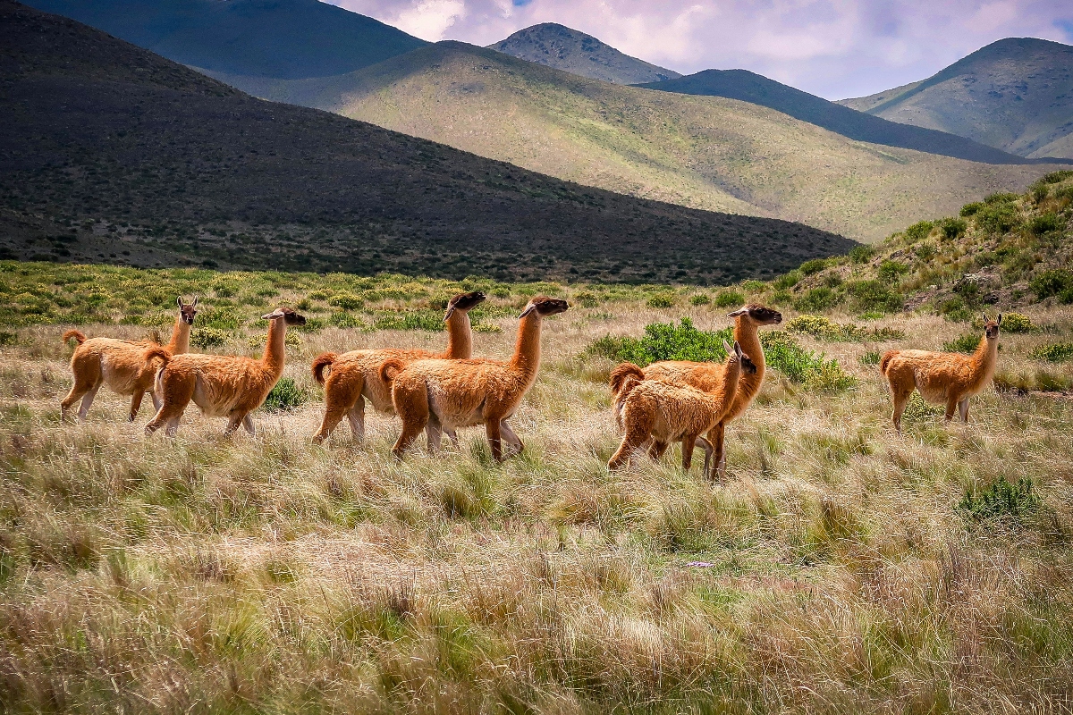 A herd of guanacos traverses the high-altitude grasslands, their russet-colored coats prominent against the golden and green tones of the sparse vegetation. The group moves through the arid plain beneath dramatic Andean mountain slopes, where sunlight breaks through clouds to illuminate the barren peaks. The landscape showcases the stark beauty of northwestern Argentina's elevated terrain, where these wild camelids graze in their natural habitat.