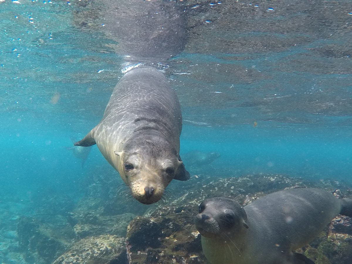 Galapagos Islands Snorkeling
