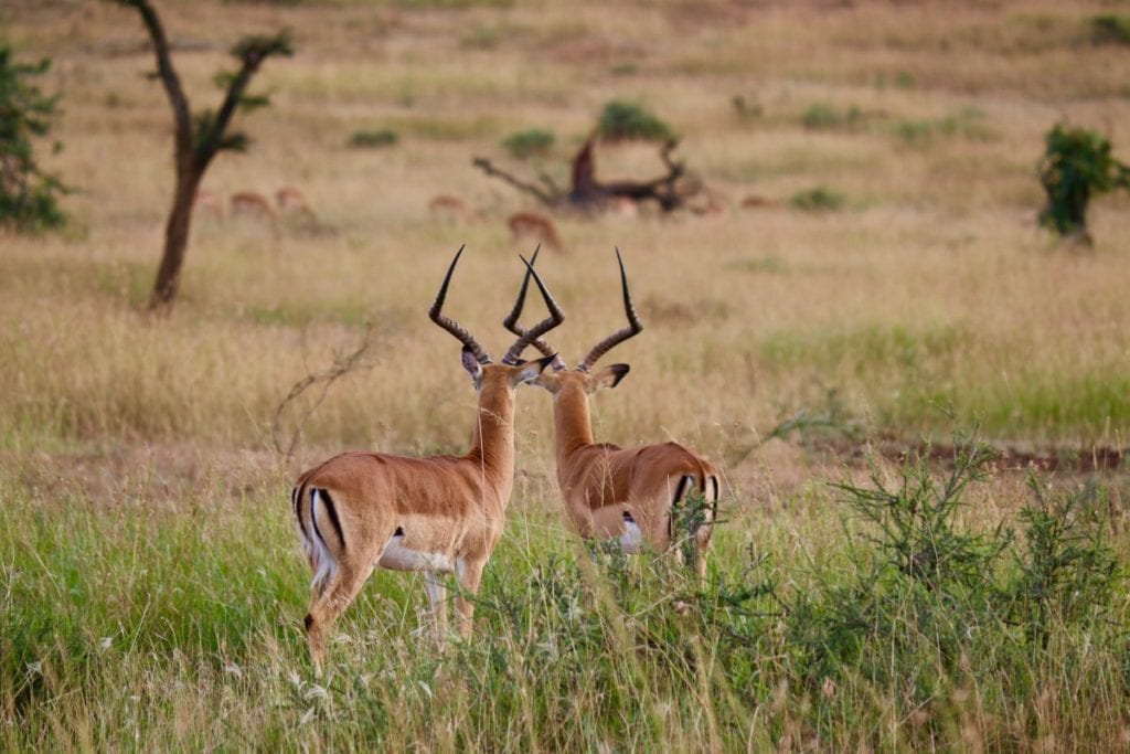 Why Visit Tanzania with Kids