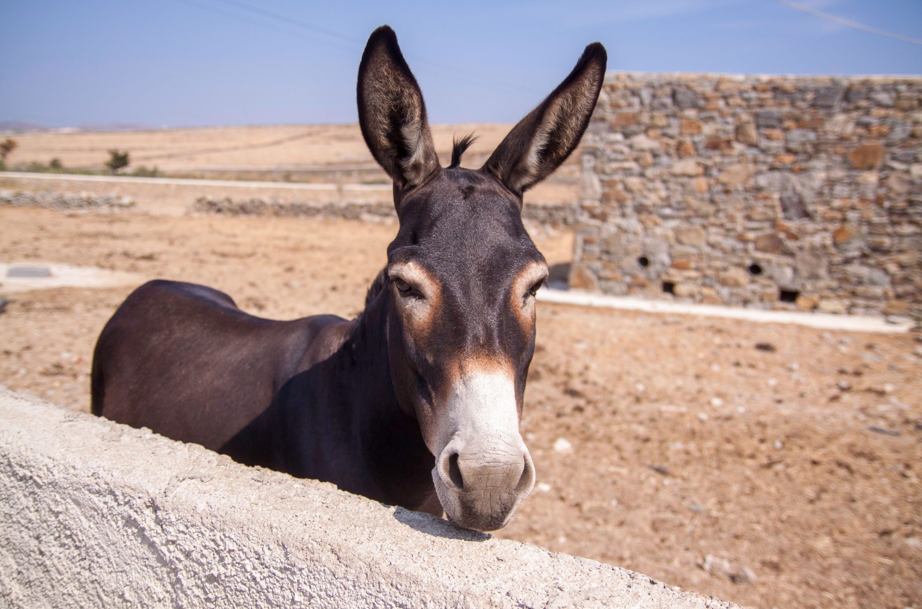 Donkey in Morocco