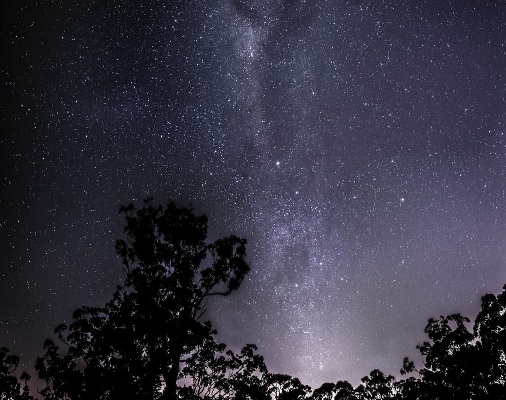 Stars and trees at night