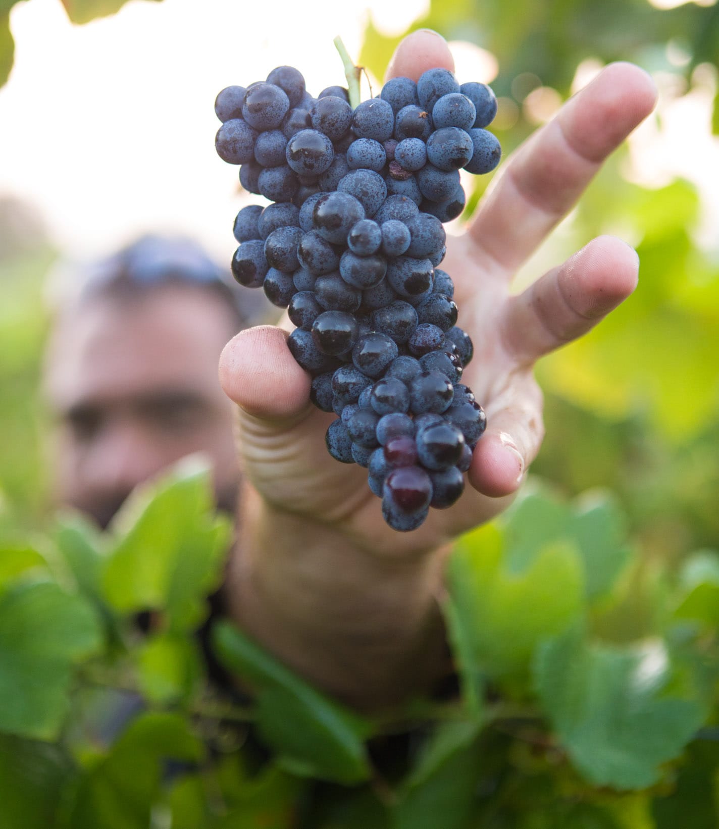 Man holding grapes in Greek vineyard