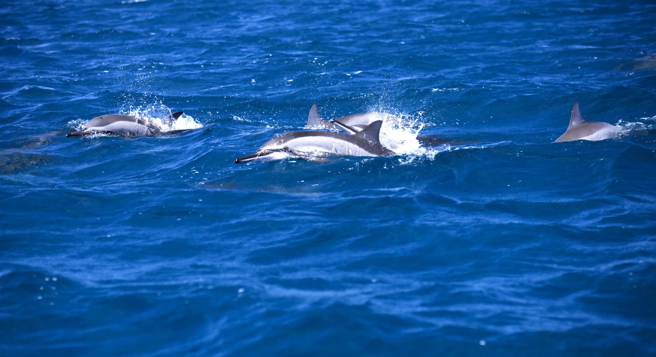 Mauritius is home to dolphins