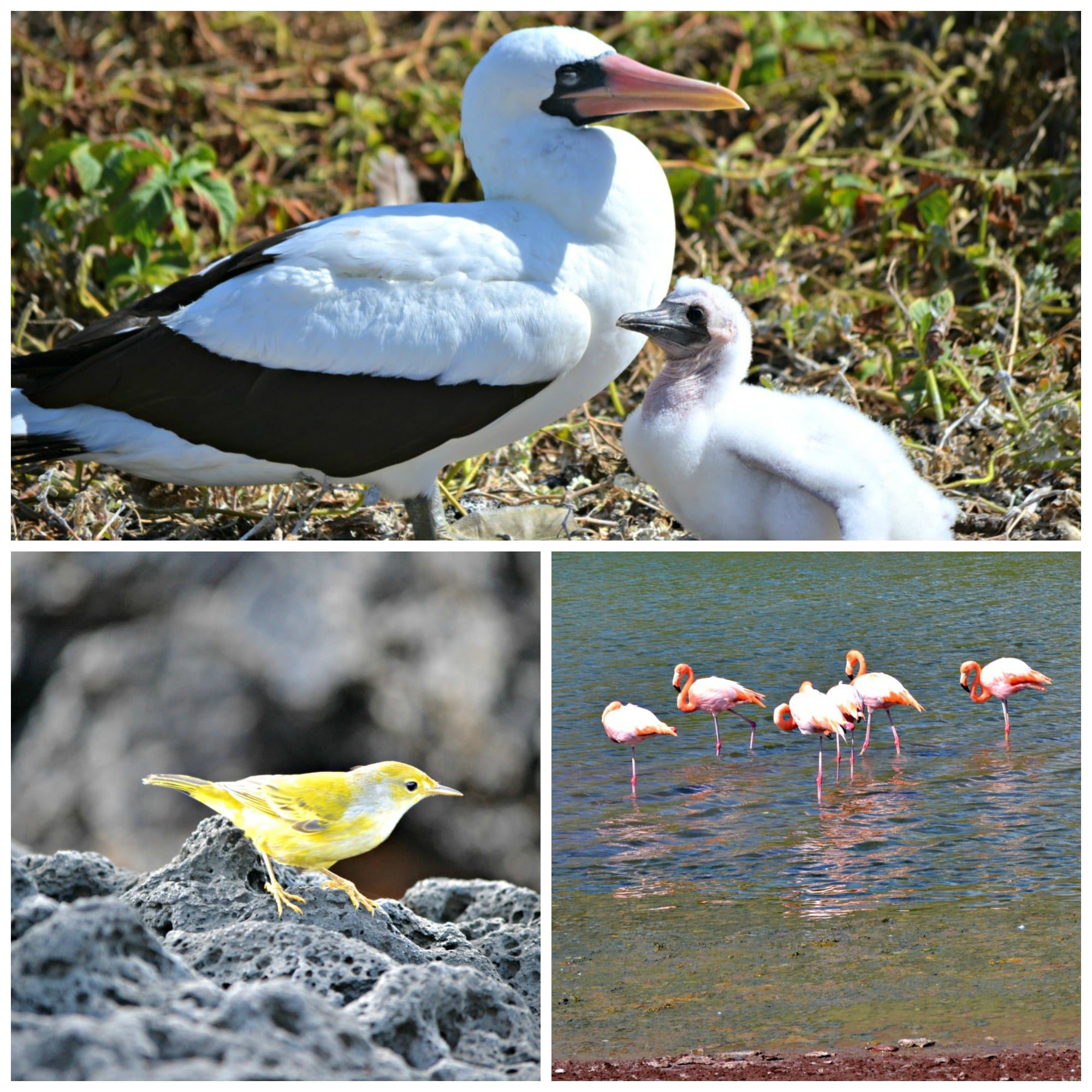 Nazca boobies, flamingos and a yellow warbler