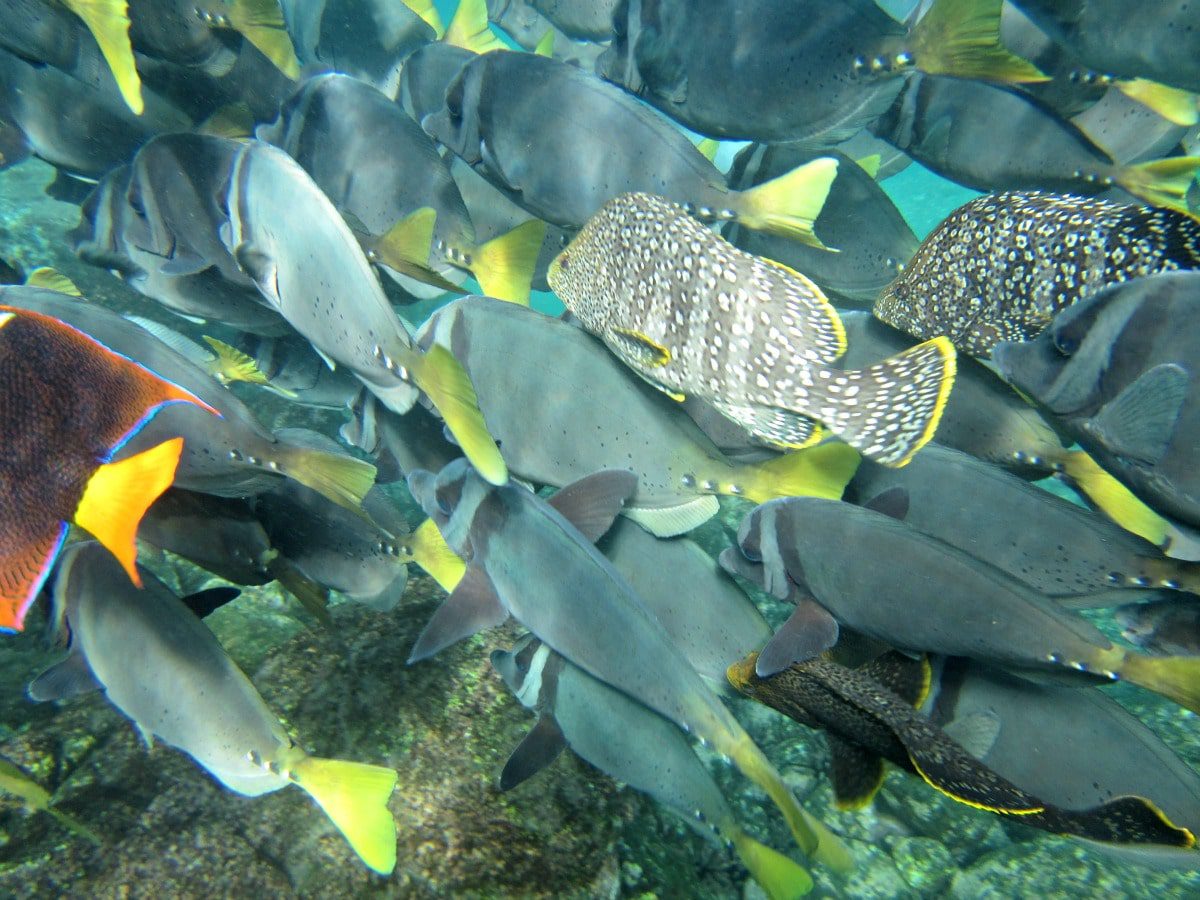 Schools of tropical fish are paradise for snorkelers