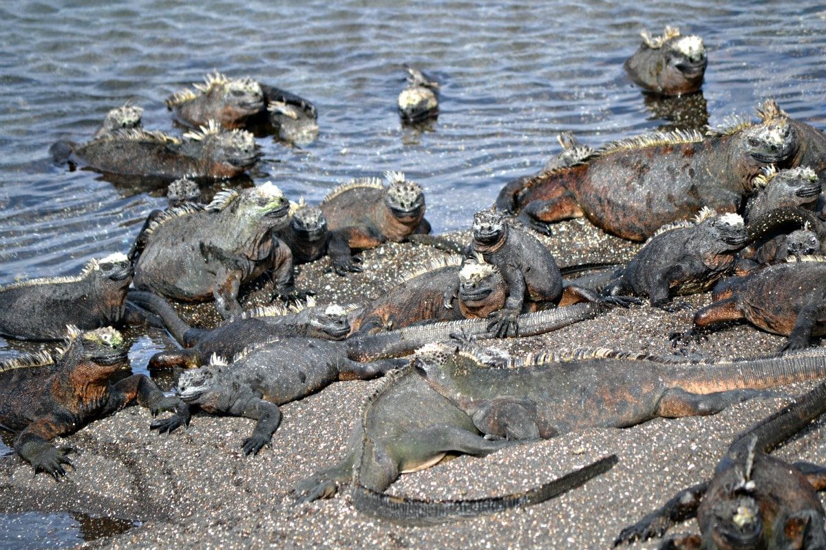 Marine iguanas hang out in large groups