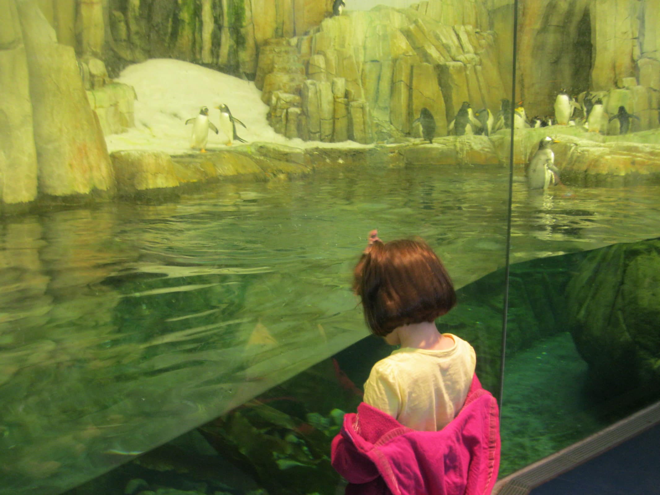 Penguin feeding time at Montreal Biodome