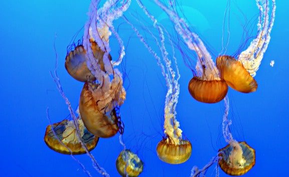 The jellies captivate all ages at the Monterey Bay Aquarium
