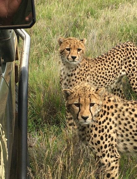 Rothschild_Tours_Safari_Cheetahs